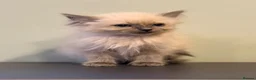 Ragdoll cats for sale: Ragdoll female kitten READY NOW - Advert 9