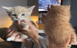 British Shorthair cats for sale: Male Kittens  - Image 4