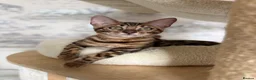 Bengal cats for sale: 🐆Exceptional Pedigree Bengal Kittens 🐆 - Advert 12