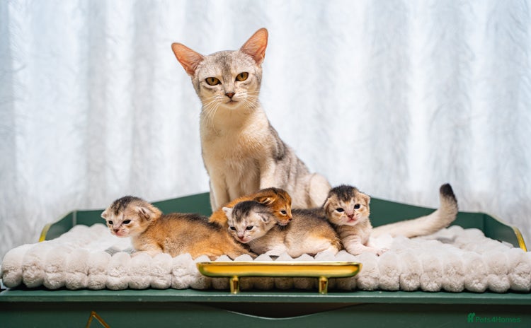 Abyssinian cats - Advert 1