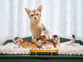 Abyssinian cats - Advert 1