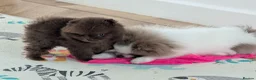 Pomeranian dogs for sale: MOCHI the chocolate pom boy in Sunderland - Advert 15