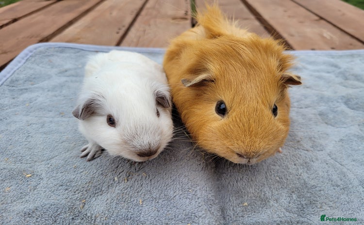Guinea Pig rodents - Advert 17