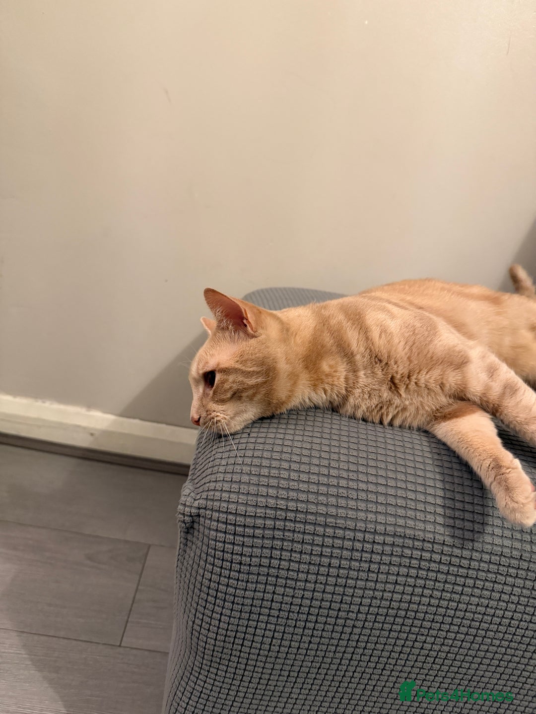 Mixed Breed cats for sale: Energetic Orange Tabby Mix Looking for a  Home  - Image 7