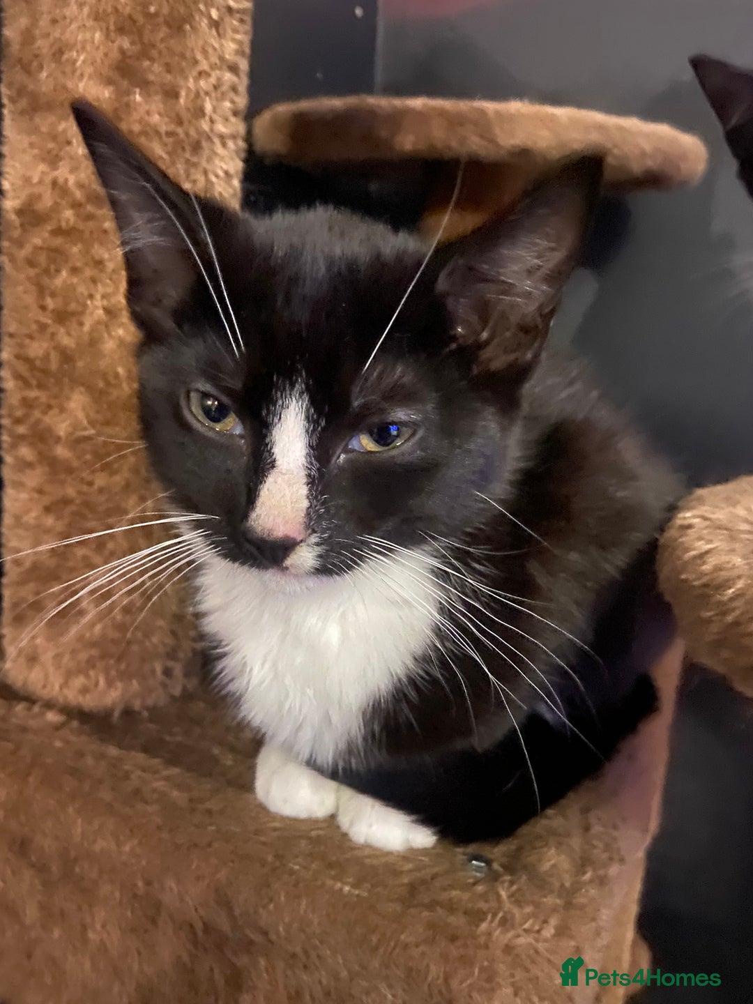 Mixed Breed cats for sale: 3x Kittens Ready for homes - Advert 2