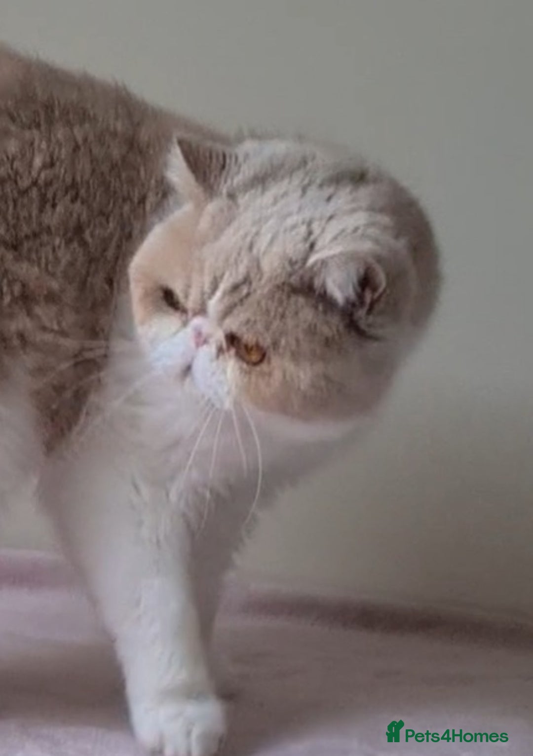 Exotic cats for stud: STUNNING EXOTIC STUD  in Barnsley - Advert 1