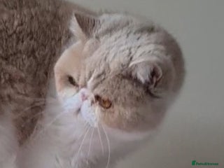 Exotic cats in Barnsley - Advert 4