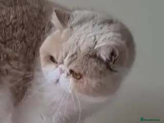 Exotic cats STUNNING EXOTIC STUD in Barnsley - Advert 3