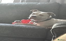 Mixed Breed dogs for sale: Presa canairo x American bulldog  - Image 19