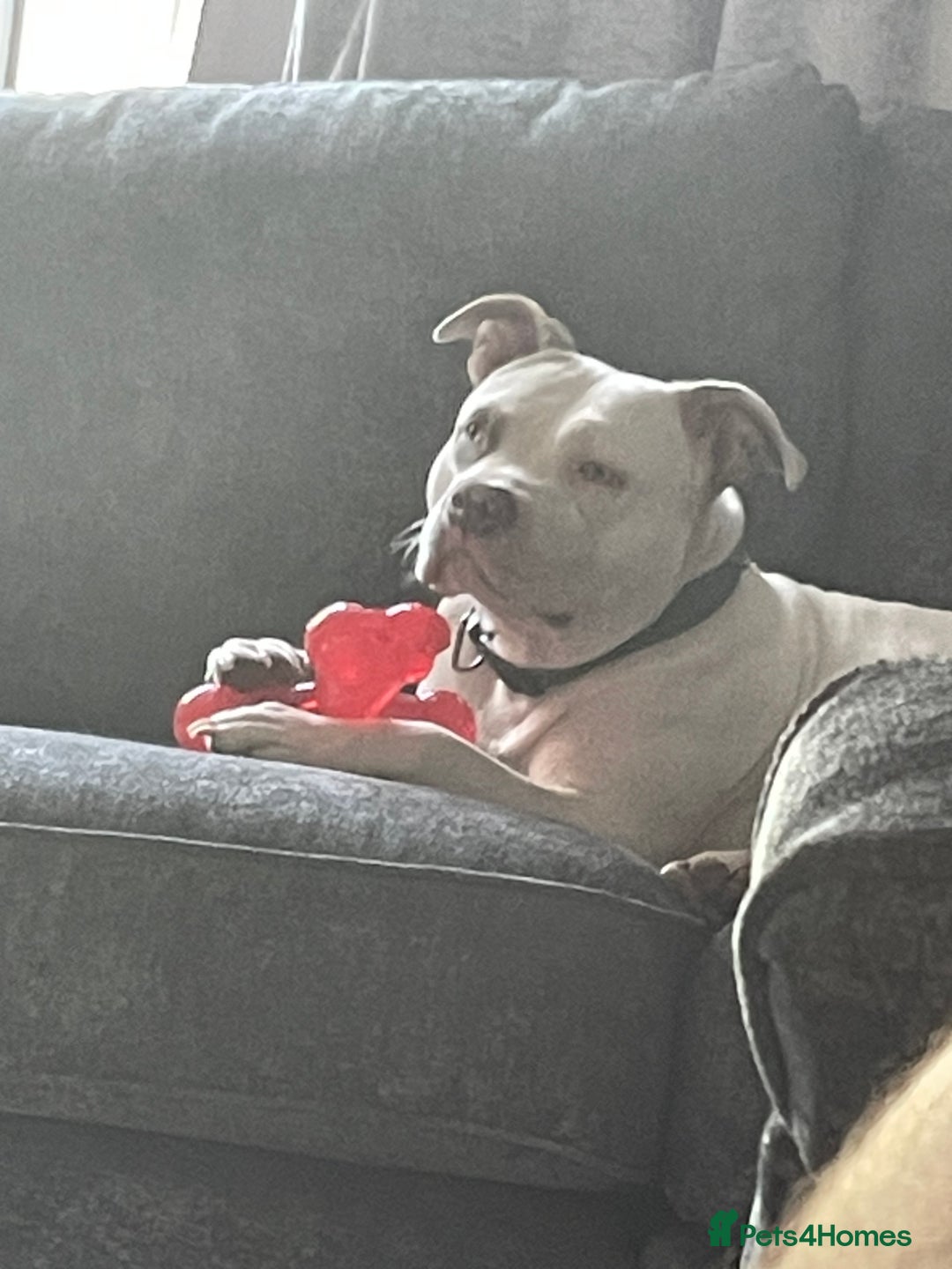 Mixed Breed dogs for sale: Presa canairo x American bulldog  - Image 19