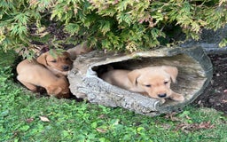 Labrador Retriever dogs for sale: Dark Red and Yellow KC reg DNA Clear Lab Puppies - Image 3