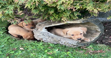 Labrador Retriever dogs - Advert 13