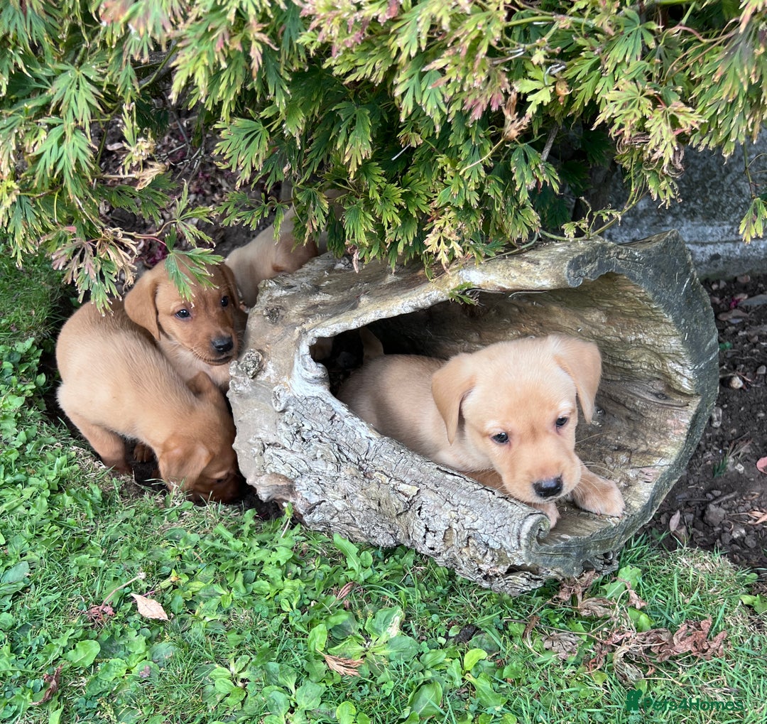 Labrador Retriever dogs for sale: Dark Red and Yellow KC reg DNA Clear Lab Puppies - Image 3