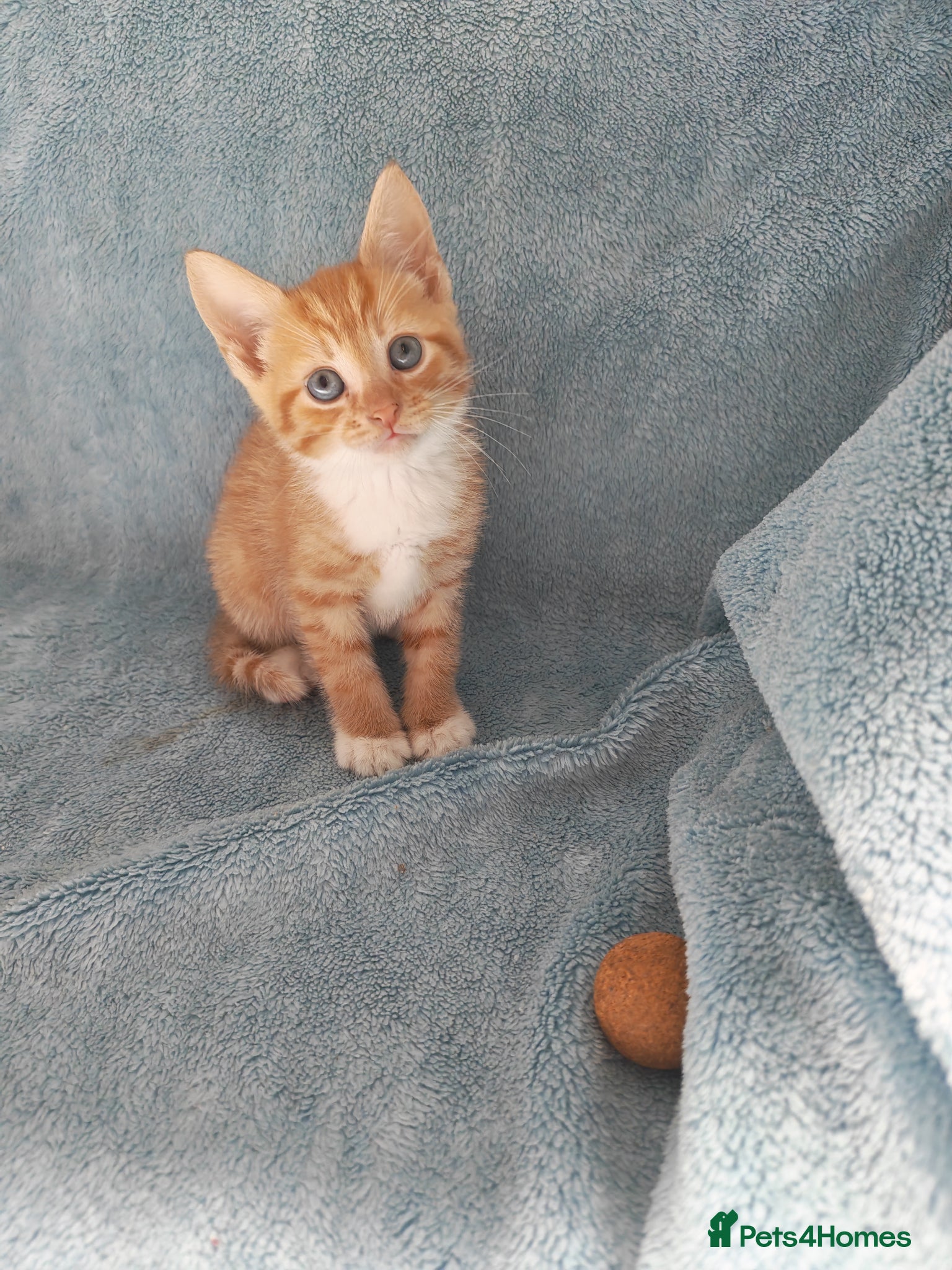 Mixed Breed cats GINGER BOYS VIDEOS - Advert 12