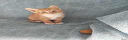 Mixed Breed cats for sale: GINGER BOYS VIDEOS - Advert 6