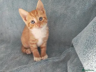 Mixed Breed cats GINGER BOYS VIDEOS - Advert 12