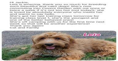 Cavapoo dogs - Advert 2