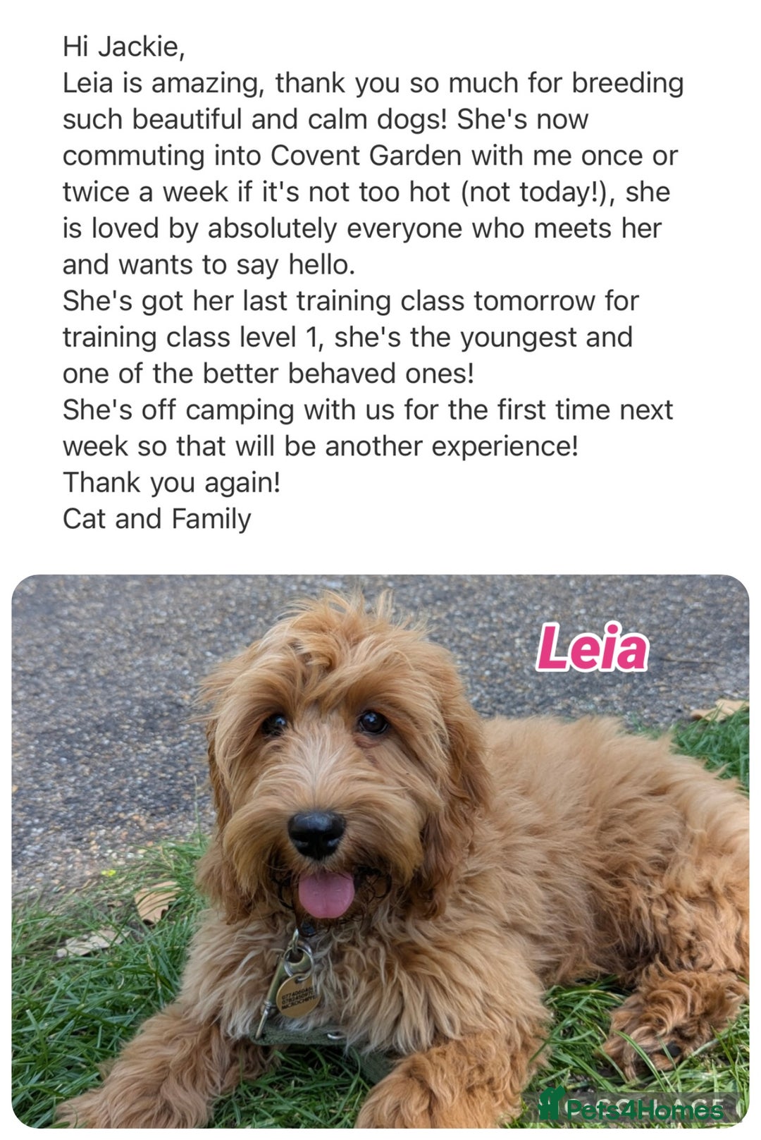 Cavapoo dogs for sale: F1 waiting list open. Heart/eye tested parents - Image 3