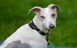 Whippet dogs for stud: Beautiful Whippet Dodger for STUD | Unproven - Image 19