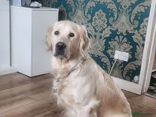 Golden Retriever dogs KC Registered Golden Retriever Glasgow - Advert 4