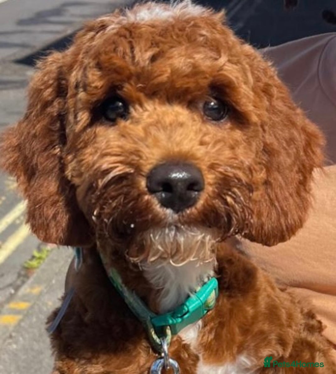 Cockapoo dogs for sale: Red & White Cockapoo (Male) - Advert 1