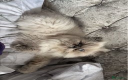 Persian cats for sale: Female full pedigree Persian cat - Image 3