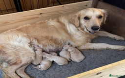 Golden Retriever dogs for sale: Perfect bundles of joy - Image 13