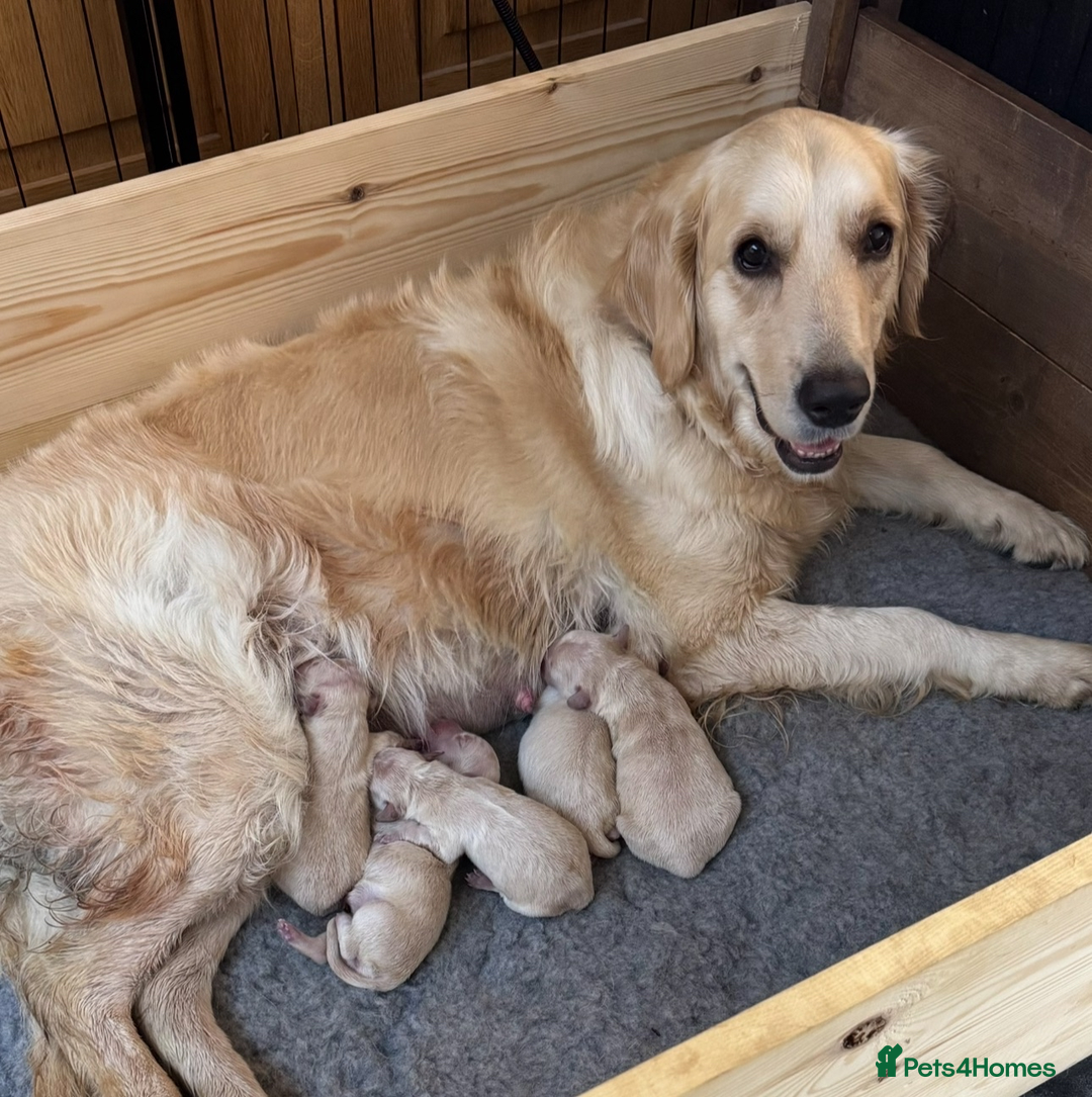 Golden Retriever dogs for sale: Perfect bundles of joy - Image 13