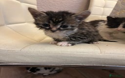 Mixed Breed cats for sale: Kittens available  - Image 8