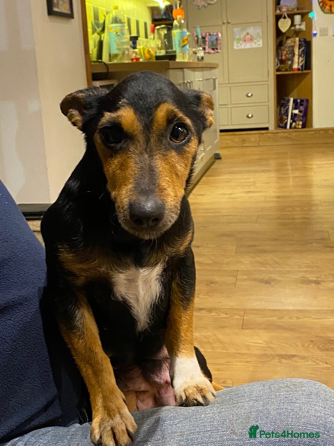 Jack Russell dogs for sale: Black and Tan Jack Russell pup - Advert 2