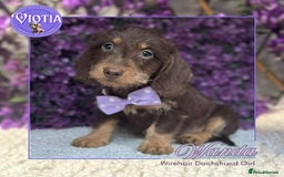 Miniature Dachshund dogs for sale: Beautiful miniature dachshunds ready now  - Image 1