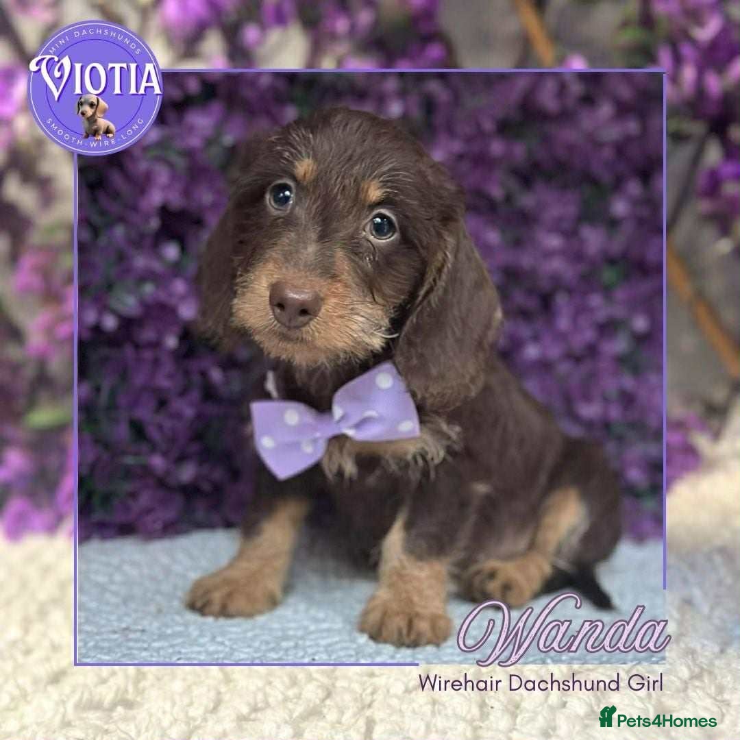Miniature Dachshund dogs for sale: Beautiful miniature dachshunds ready now  - Image 1
