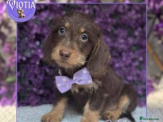 Miniature Dachshund dogs - Advert 27