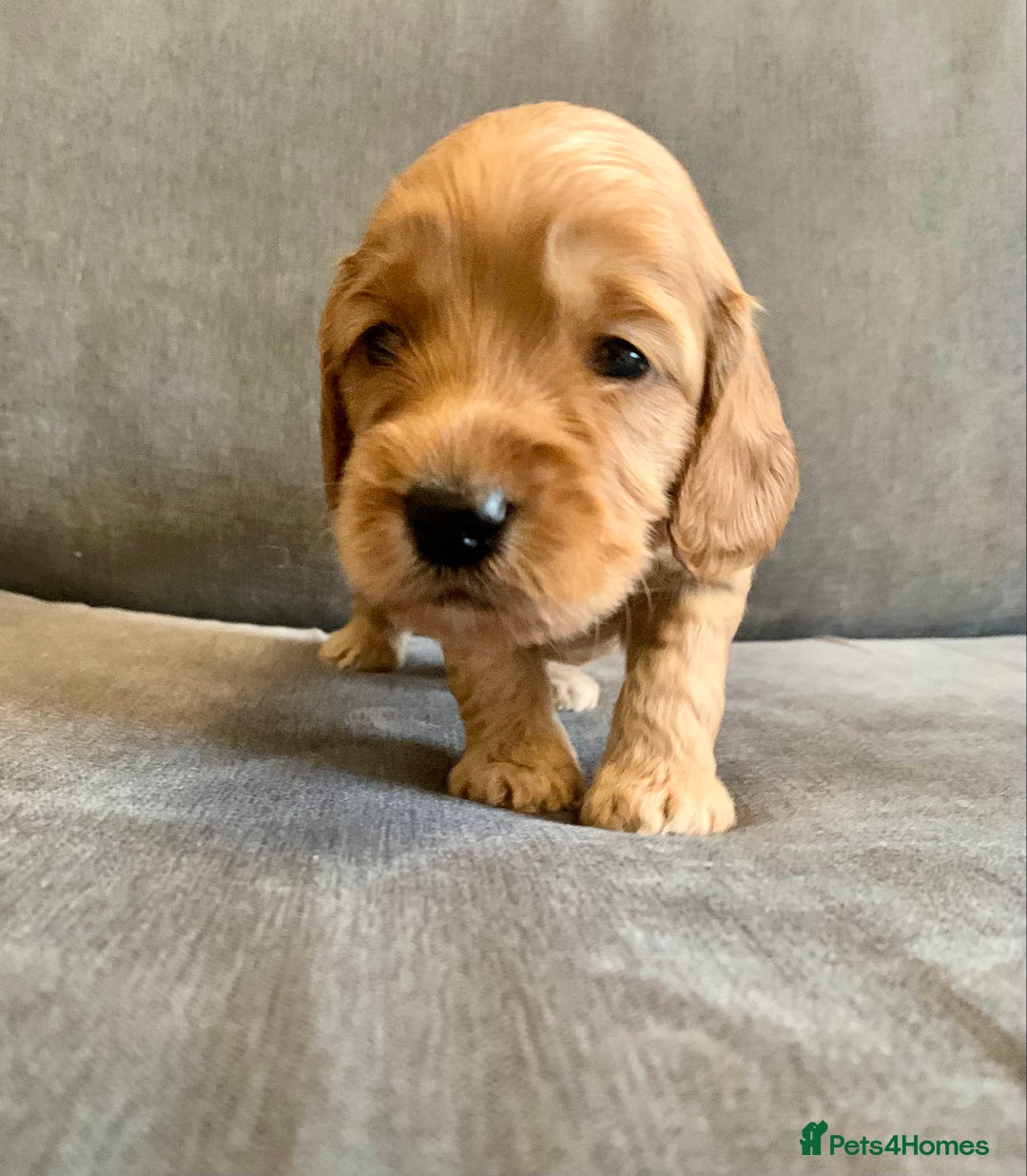 Cockapoo dogs for sale: Cockapoo - Advert 30