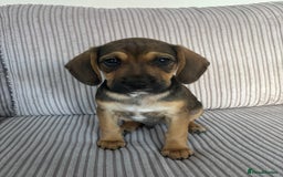 Mixed Breed dogs for sale: 1 Boy Left Ready To Go French Cocker Jack Pup - Image 3
