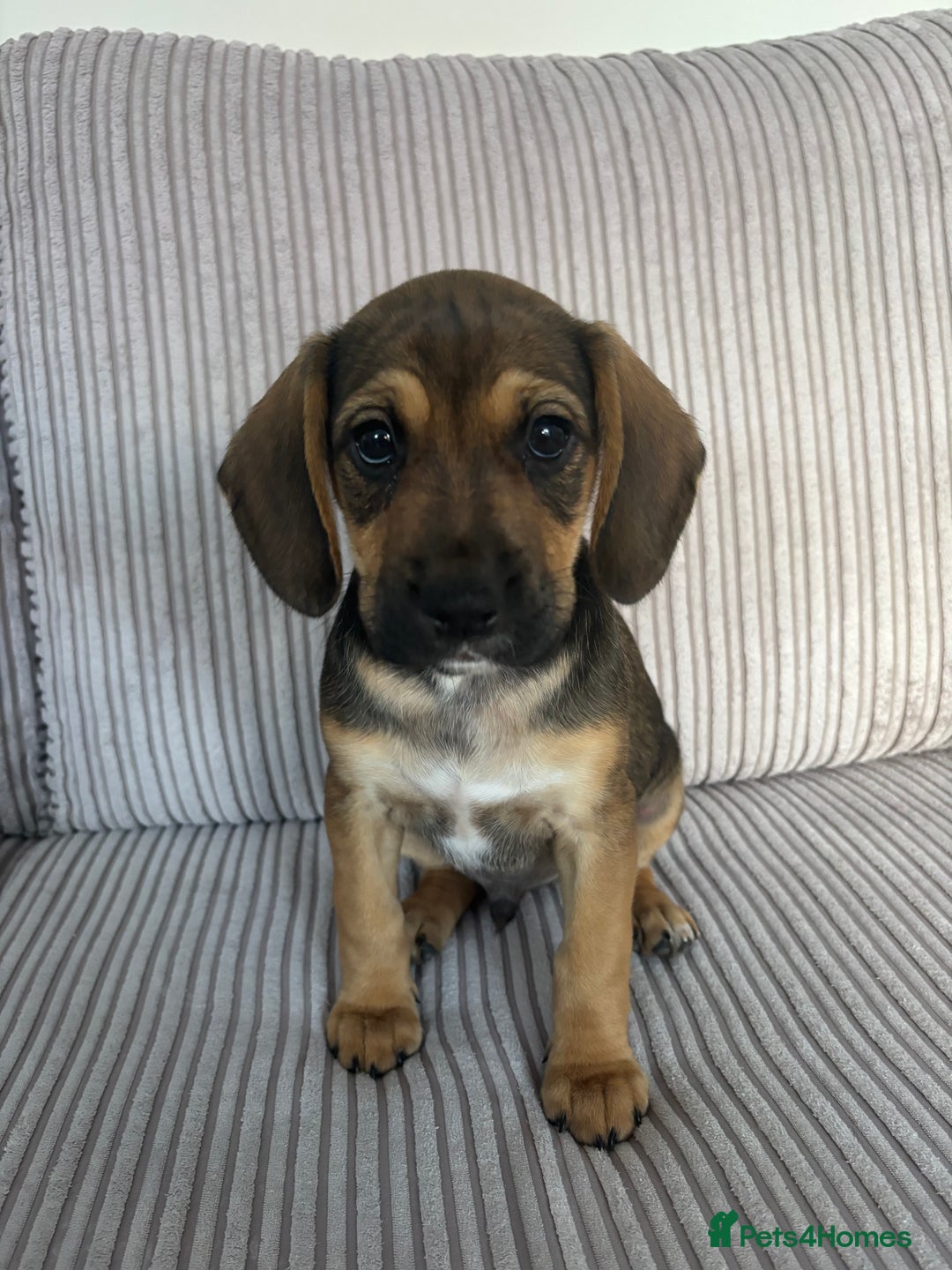 Mixed Breed dogs for sale: 1 Boy Left Ready To Go French Cocker Jack Pup - Image 3