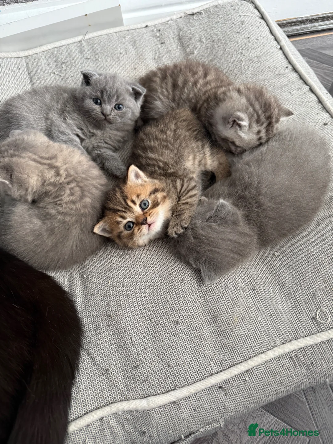 British Shorthair cats for sale: British short hair 2 females and 2 males - Advert 15