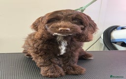 Cockapoo dogs for sale: F1 Show Cockapoo’s - Image 1