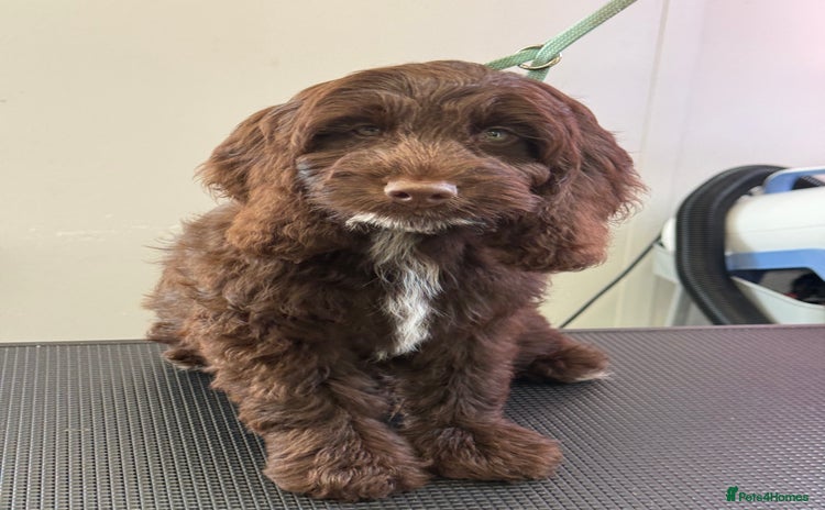 Cockapoo dogs - Advert 13
