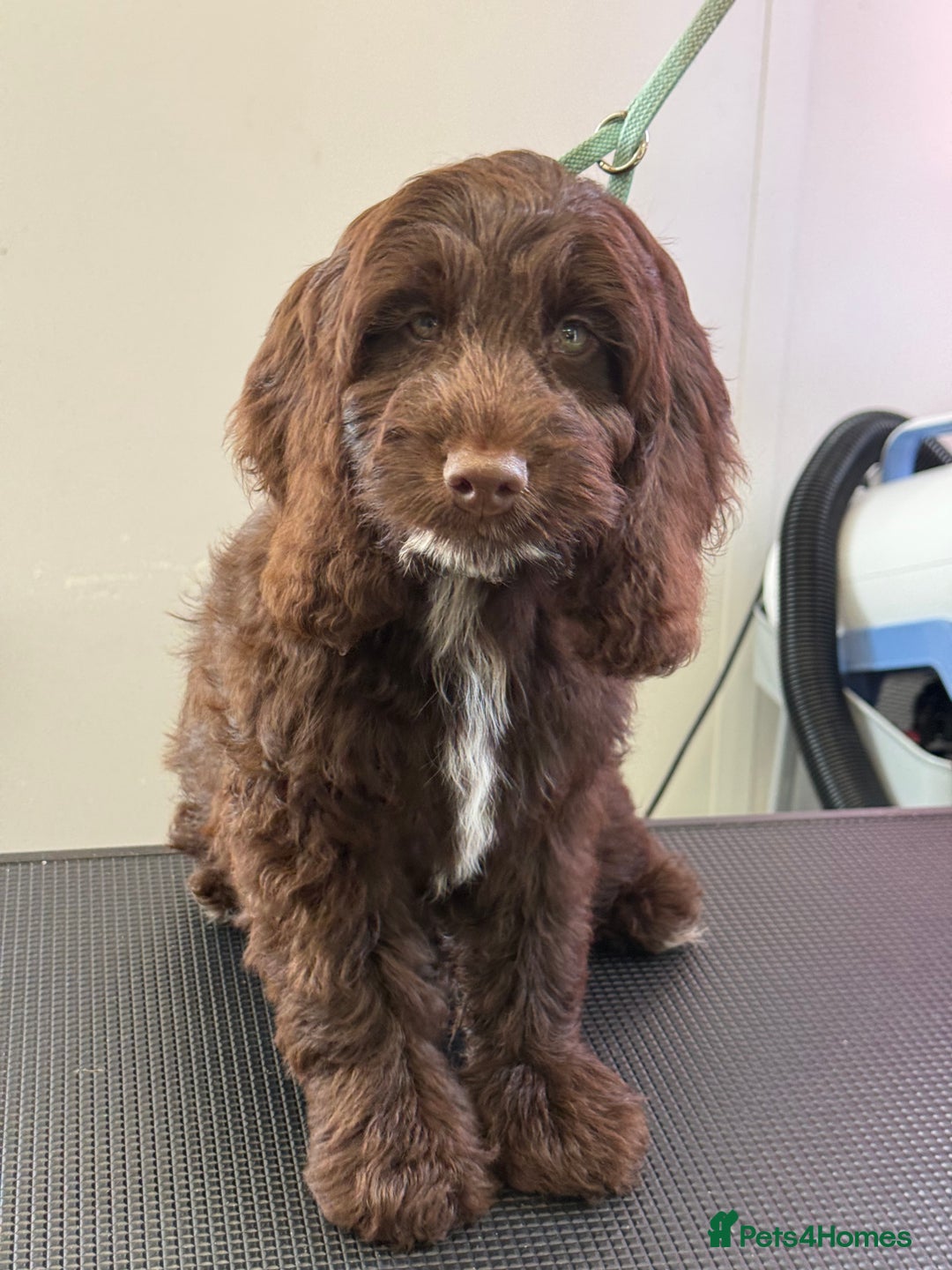 Cockapoo dogs for sale: F1 Show Cockapoo’s - Image 1