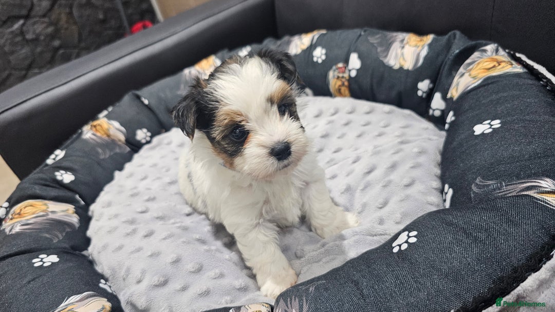 Yorkshire Terrier dogs for sale: 3 boys biewer yorkshire terrier with IHR Pedigree - Advert 12