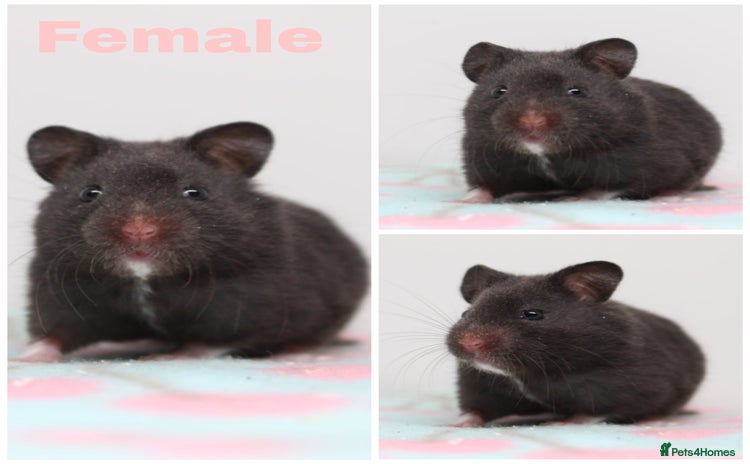 Hamster rodents - Advert 5