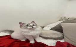 Ragdoll cats for sale: Gorgeous pedigree friendly girl kittens - Advert 3