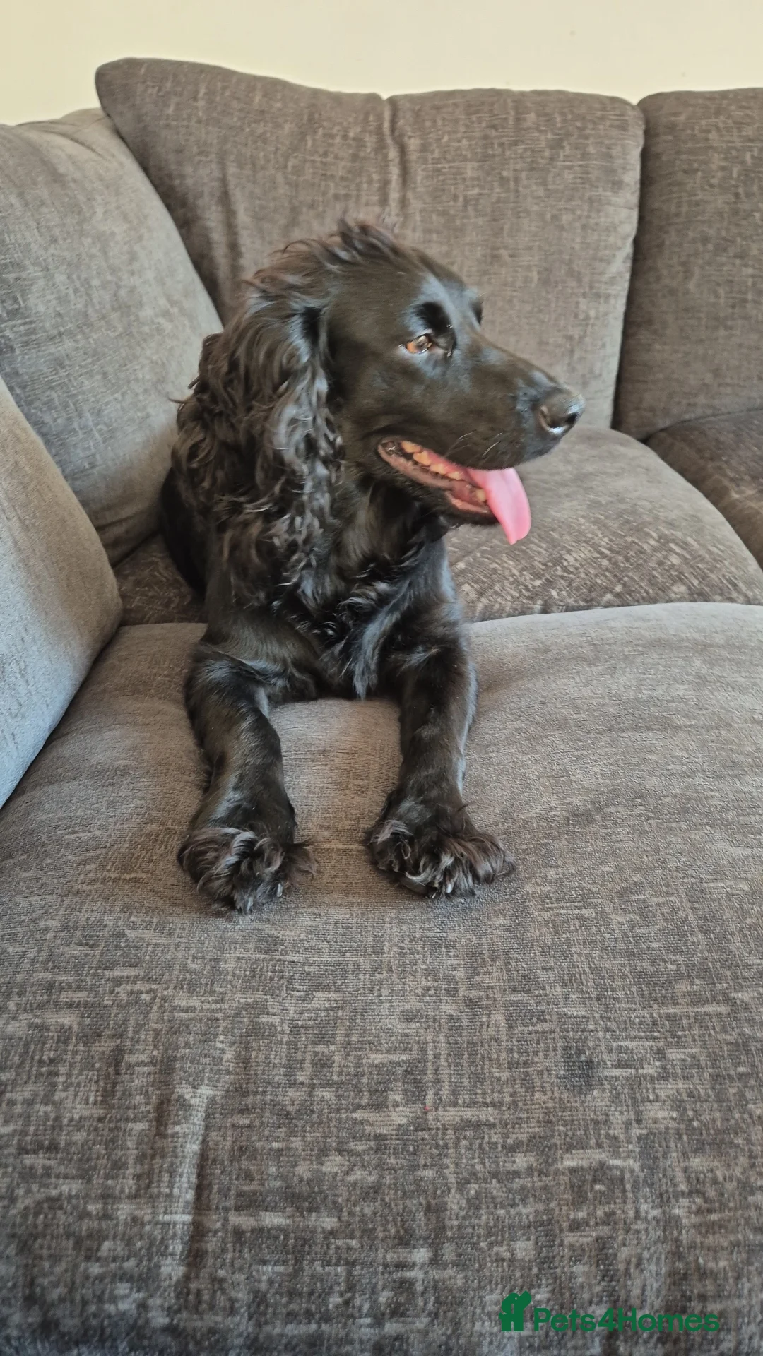 Cocker Spaniel dogs for sale: Cocker spaniels  - Advert 2