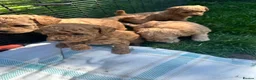 Miniature Poodle dogs for sale: ADORABLE MINIATURE POODLE PUPPIES 3 GIRLS & 1 BOY  - Advert 3