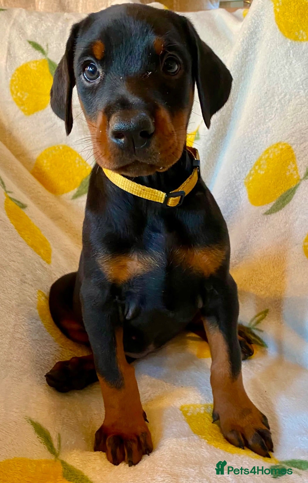 Dobermann dogs Health tested European puppies  - Advert 1