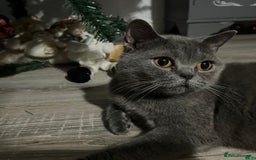 British Shorthair cats for sale: Grey British Shorthair Kitten - Image 5