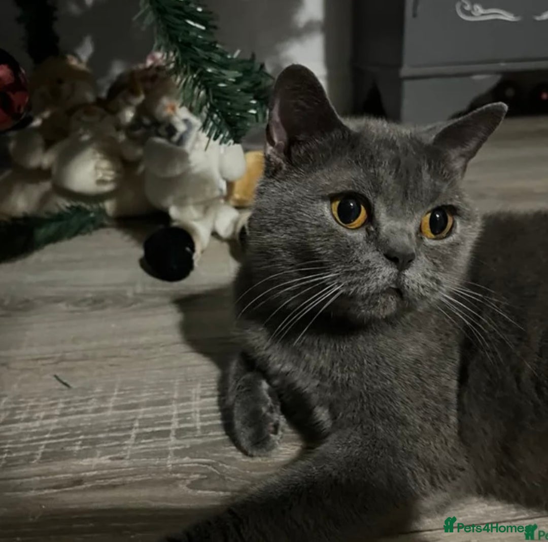British Shorthair cats for sale: Grey British Shorthair Kitten - Image 5