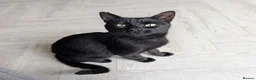 Mixed Breed cats for adoption: JET.. - Advert 3