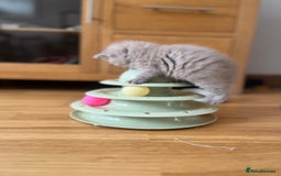 British Shorthair cats for sale: British Short Hair kittens x2 boys left  - Image 16